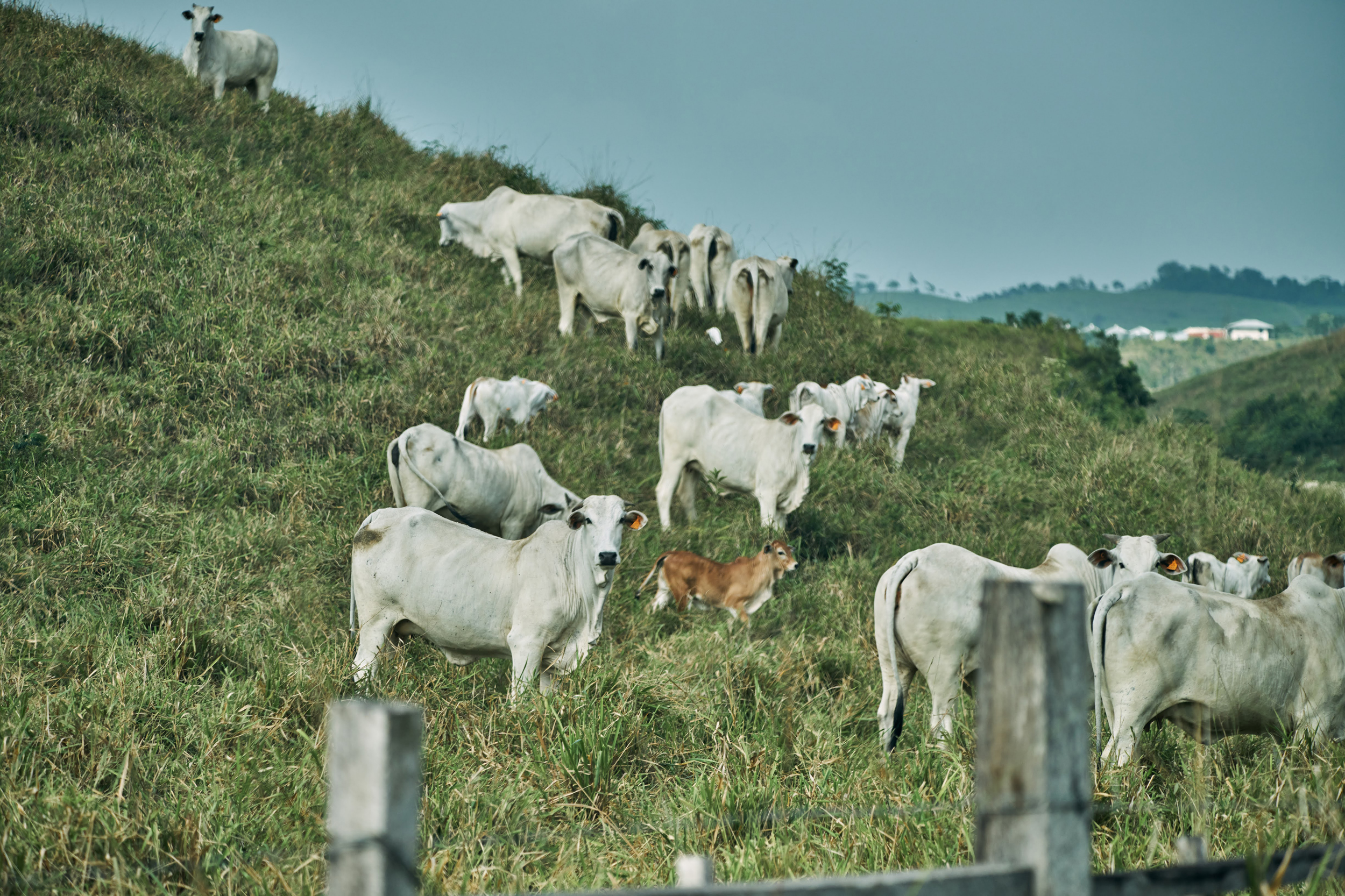 Cattle graze on pasture near the border of one of Belize's largest patches of protected forest. From 1990 to 2020, the country lost about 20 percent of its forest cover, largely to agricultural development, according to the U.N. Food and Agriculture Organization. Credit: Kevin Quischan
