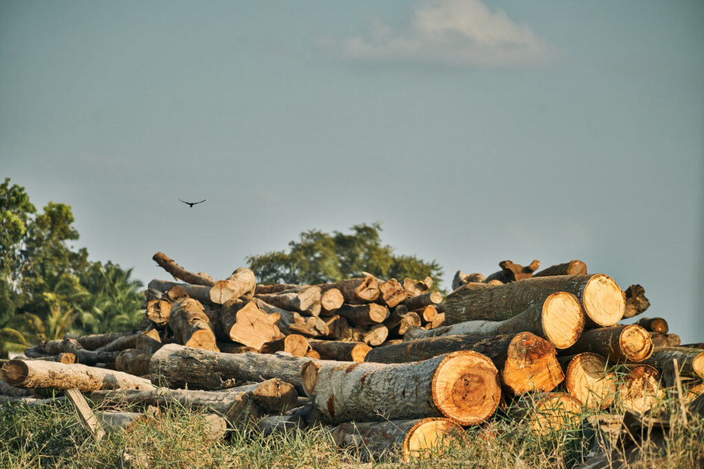 Logs stacked in a Mennonite community in northern Belize. Mennonites are some of the most prolific farmers in the country, and their clearing of forests has put them in conflict with conservationists. Credit: Kevin Quischan